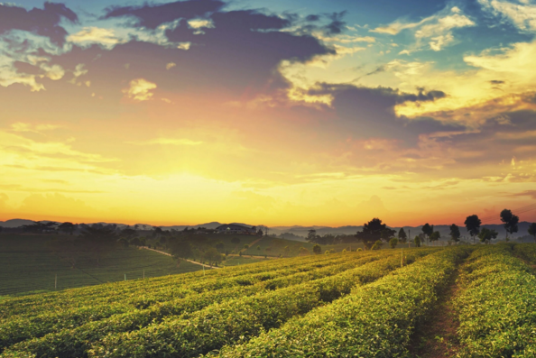 武汉一律师遭枪击身亡第18届中国-东盟博览会